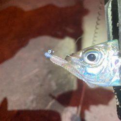 引き続き中アジ調査