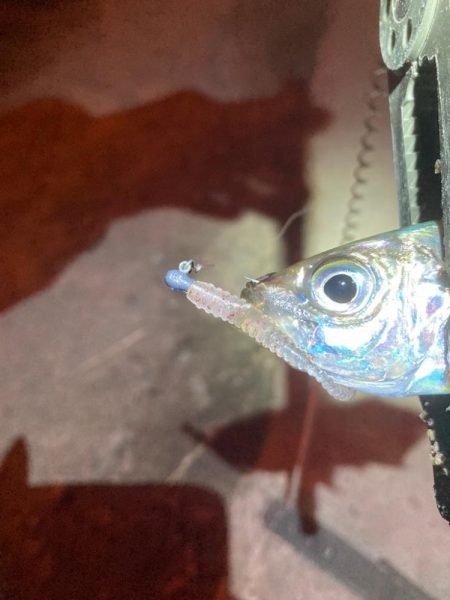 引き続き中アジ調査