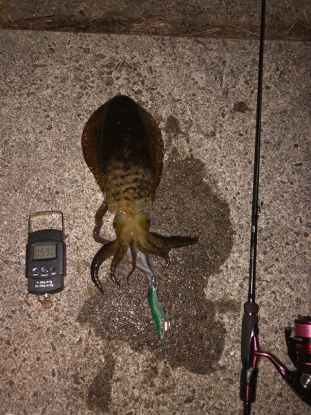 【姫路〜淡路島エリア】ヒイカとアオリイカ