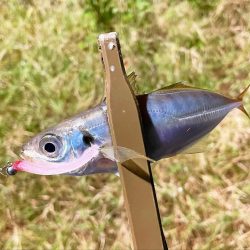 ジグ単de〜アジング♪降られました。