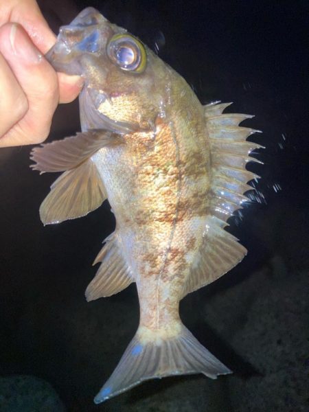 2023ライトゲーム最終戦（第50戦）