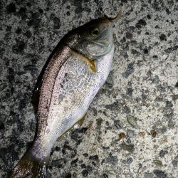 とにかくアジを釣りたくて