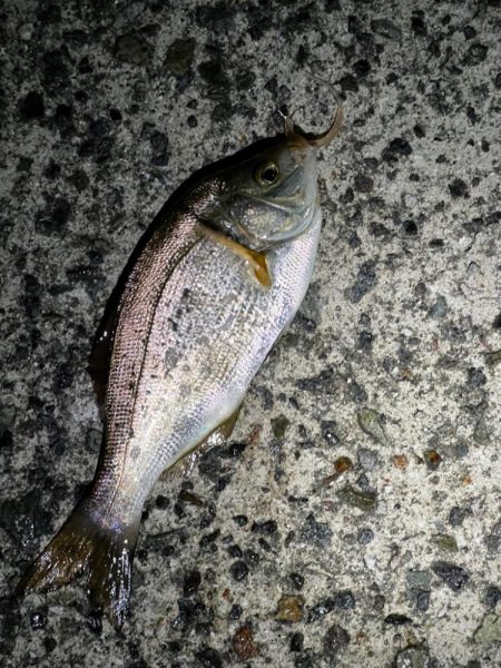 とにかくアジを釣りたくて