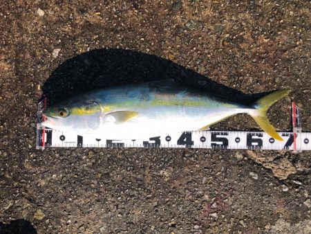 ライトすぎるタックルでも飲ませ成功！