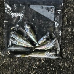 (釣り納)アジング