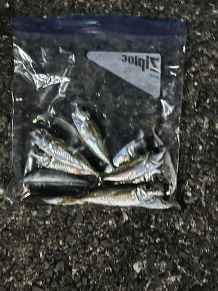 (釣り納)アジング