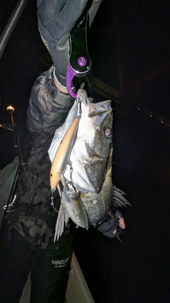 ボートシーバス