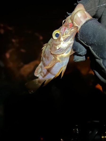 時合いまでのライトゲーム