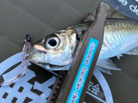 夕方の破壊力を堪能