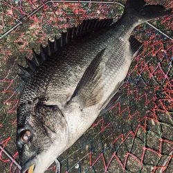 ヘチってきました