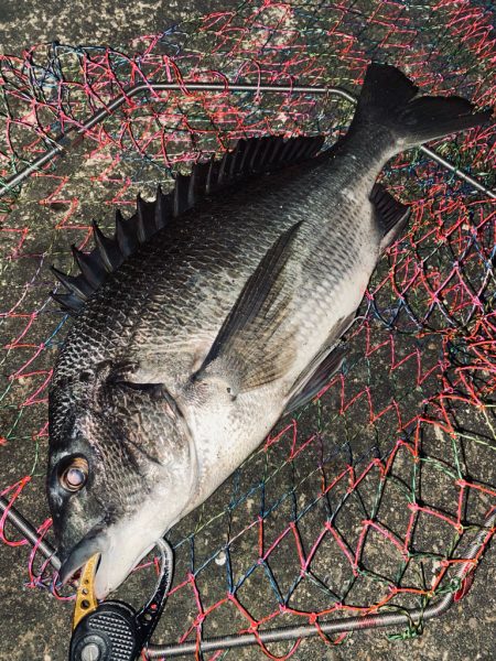 ヘチってきました