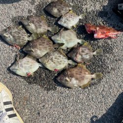カワハギ　船釣り