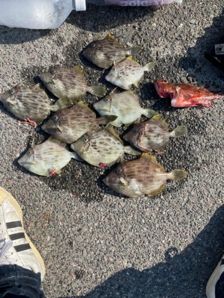 カワハギ　船釣り