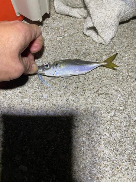 ナイトアジング