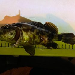 極寒ライトゲーム