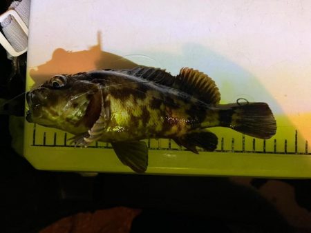 極寒ライトゲーム