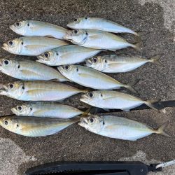 大アジ よく釣れます