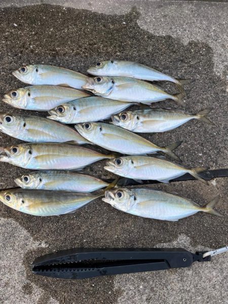 大アジ よく釣れます