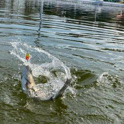 かめぷ　ニジマス