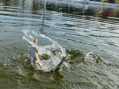 かめぷ　ニジマス