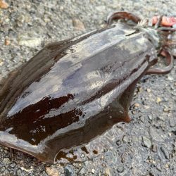 釣り納めになっちゃったぁ