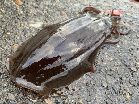 釣り納めになっちゃったぁ