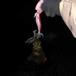 2023年最終釣行！アオリイカ