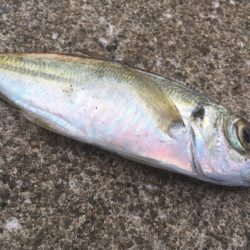 青物シーズン終了間近か