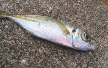 青物シーズン終了間近か