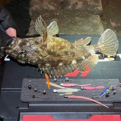 中アジを求めて