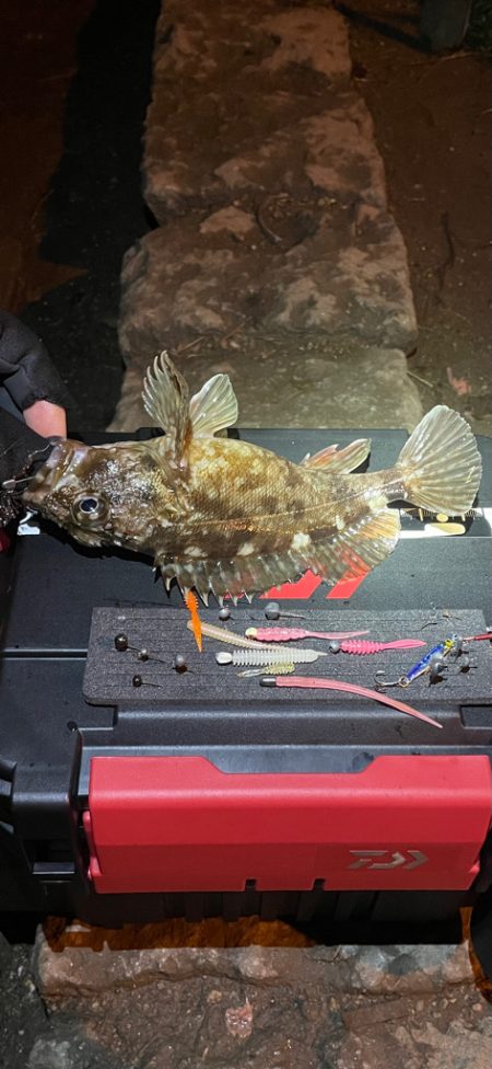 中アジを求めて