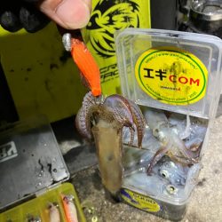 プチ1091ヒイカ釣り(^^)／