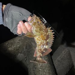 アジング楽しい