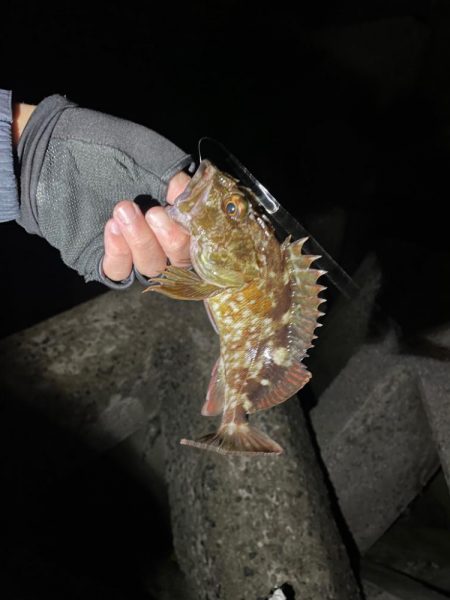 アジング楽しい