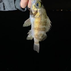 幸せライトゲーム🎣