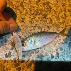 夜の海でランガン♪