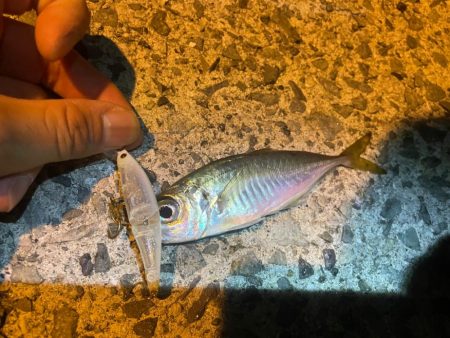 夜の海でランガン♪