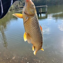 武庫川で大鯉！！