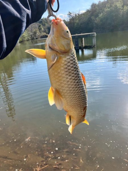 武庫川で大鯉！！