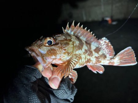 年末釣行の結末