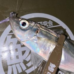 シビアなアタリ