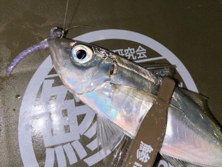 シビアなアタリ