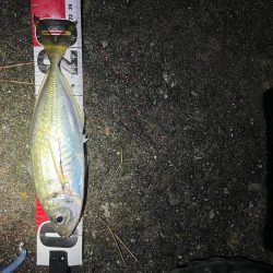 夕マズメ〜プチナイトアジング