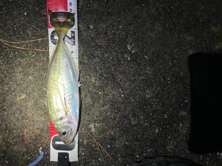 夕マズメ〜プチナイトアジング