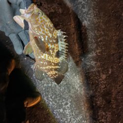 冬の朝のライトゲーム