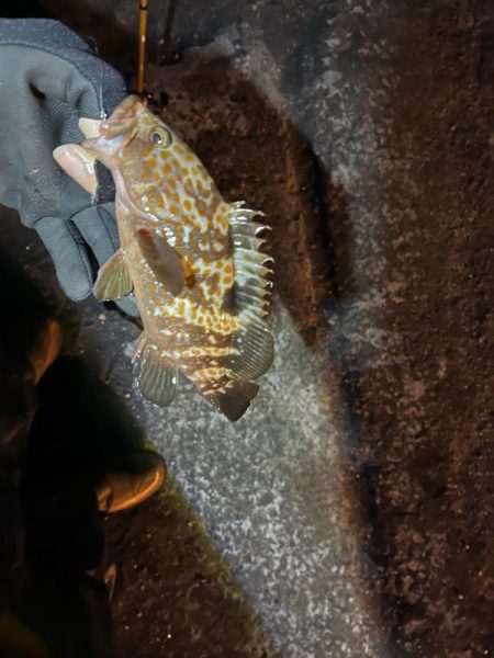 冬の朝のライトゲーム