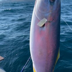 いつものポイントへアマダイ釣行