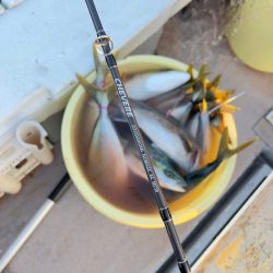 メジロ・ハマチ・ヒラメ/ノマセ・ジギング