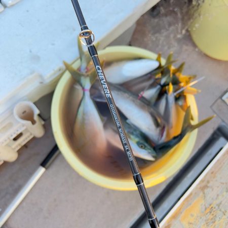 メジロ・ハマチ・ヒラメ/ノマセ・ジギング