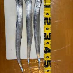 タチウオ最終戦・初タチウオジギング〜盛和丸〜